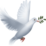 png-transparent-white-dove-illustration-information-tinglev-sogn-peace-colombe-photography-bird-feather-thumbnail-1